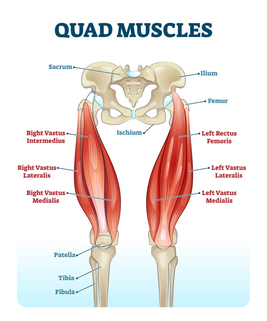 ACL Recovery Muscle Symmetry